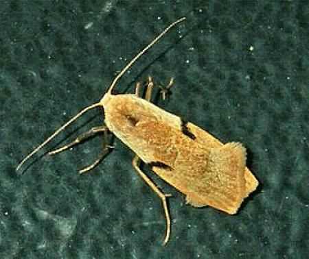 Teulisna bipunctata