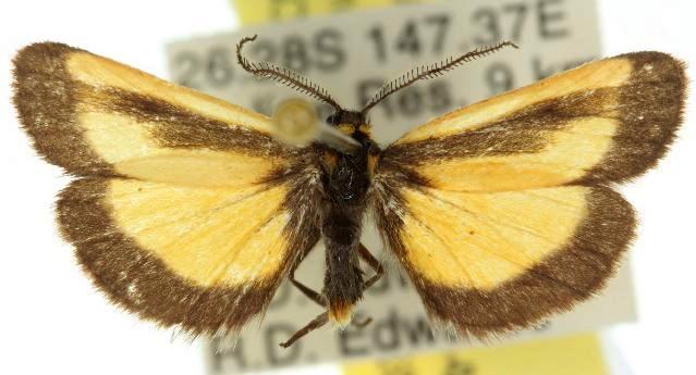 Phenacomorpha bisecta