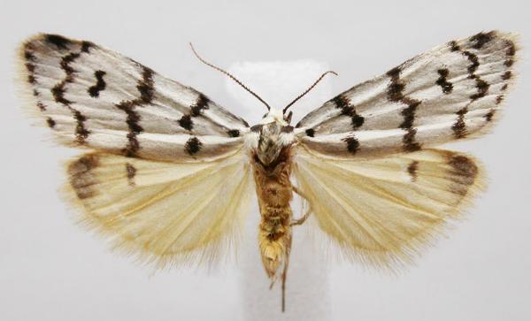 Thallarcha catasticta