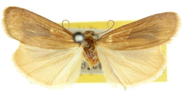 Meteura cervina