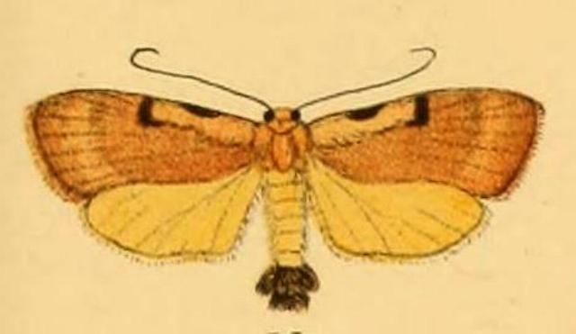 Teulisna chiloides