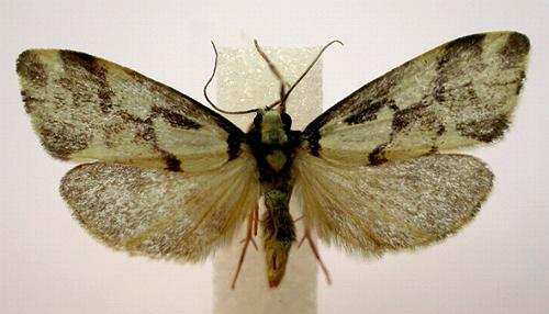 Philenora chionastis