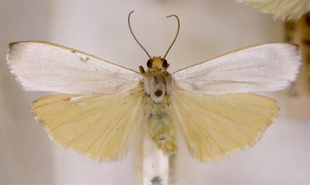 Hesychopa chionora