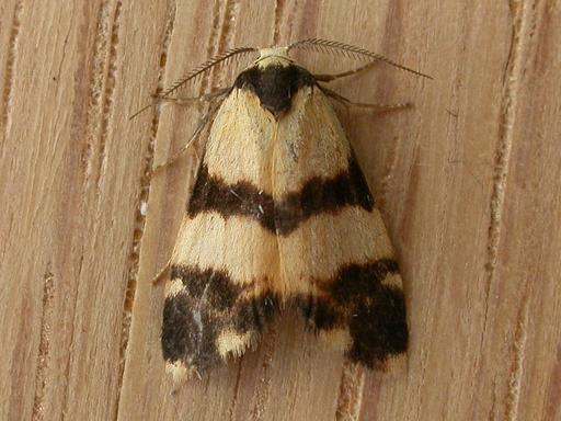 Thallarcha chrysochares