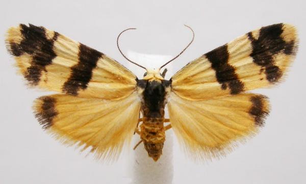 Thallarcha chrysochares