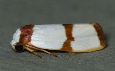 Padenodes cuprizona