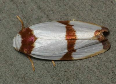 Padenodes cuprizona