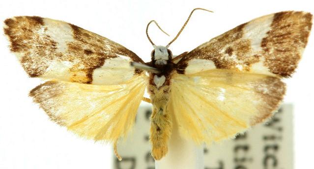 Philenora elegans