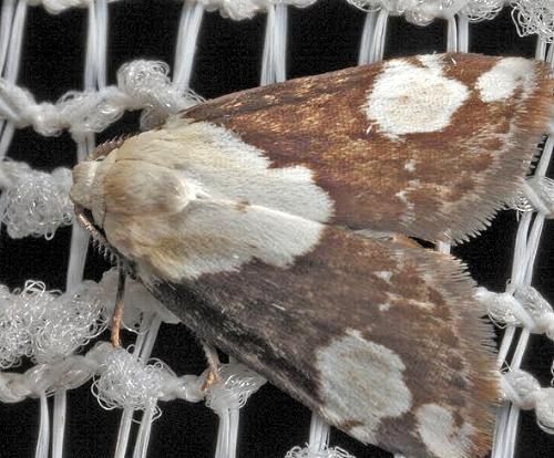 Thallarcha epileuca
