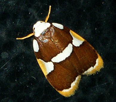 Heterotropa fastosa