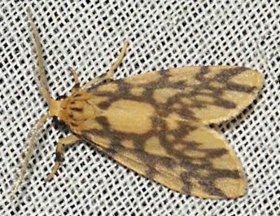Gymnasura flavia
