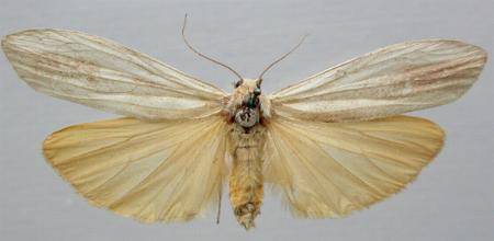 Calamidia hirta
