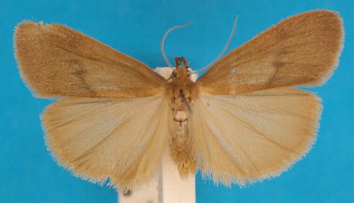 Ctenosia infuscata