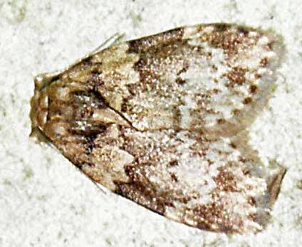 Halone interspersa