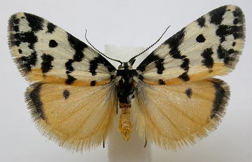 Thallarcha jocularis