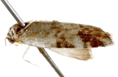 Thallarcha leptographa