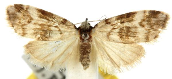 Thallarcha leptographa