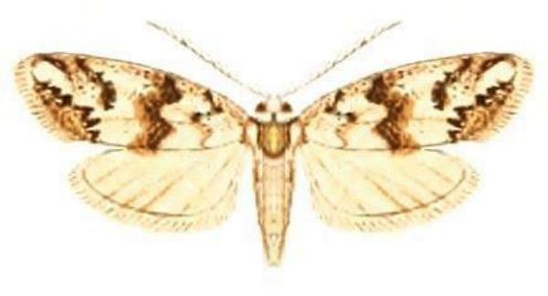 Thallarcha leptographa