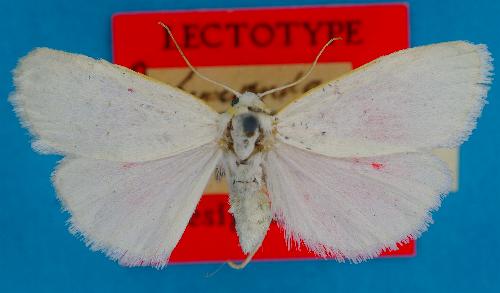Panachranta lirioleuca