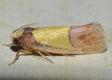 Chrysomesia lophoptera