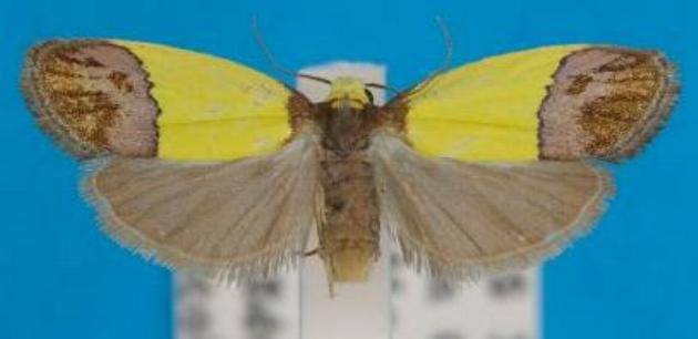 Chrysomesia lophoptera