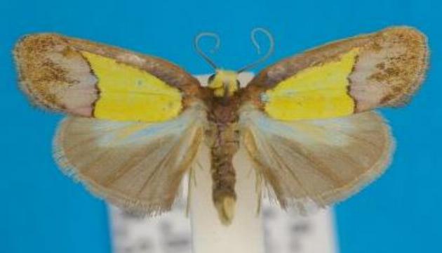 Chrysomesia lophoptera