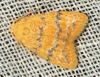 Heliosia micra