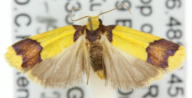Heterallactis microchrysa