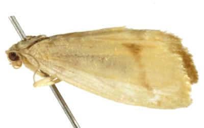 Notata modicus