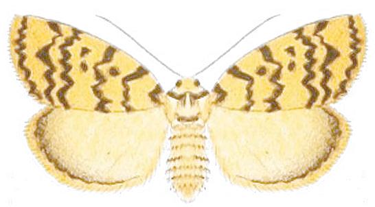 Hectobrocha multilinea
