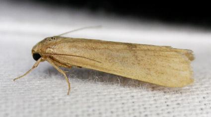 Scoliacma nana