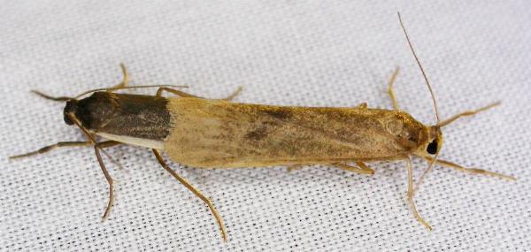Scoliacma nana