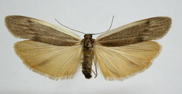 Scoliacma nana