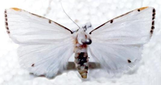 Termessa nivosa