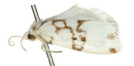 Philenora nudaridia