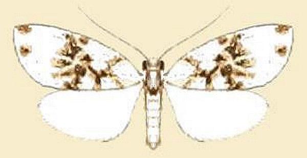 Philenora nudaridia