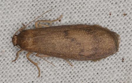 Lambula obliquilinea