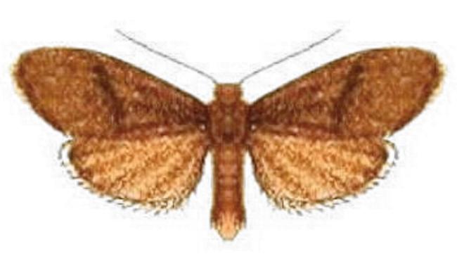 Lambula obliquilinea