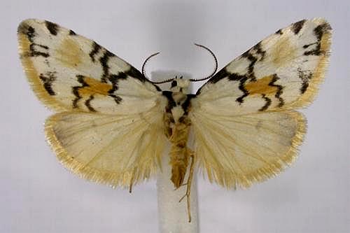 Thallarcha oblita