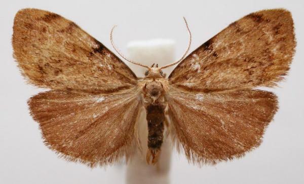 Damias pelochroa
