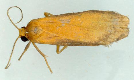 Lambula pleuroptycha