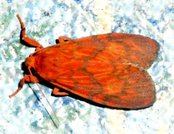 Cyme pyraula