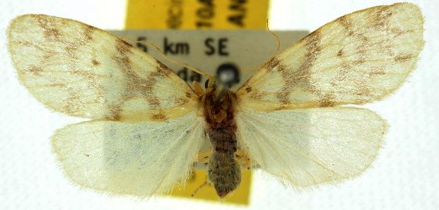 Gymnasura saginaea