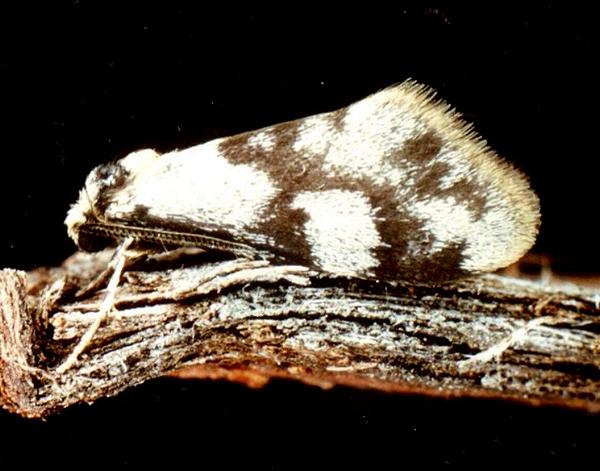 Anestia semiochrea male