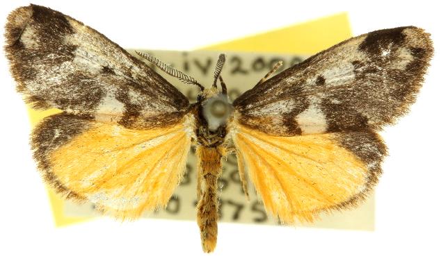 Anestia semiochrea female and eggs