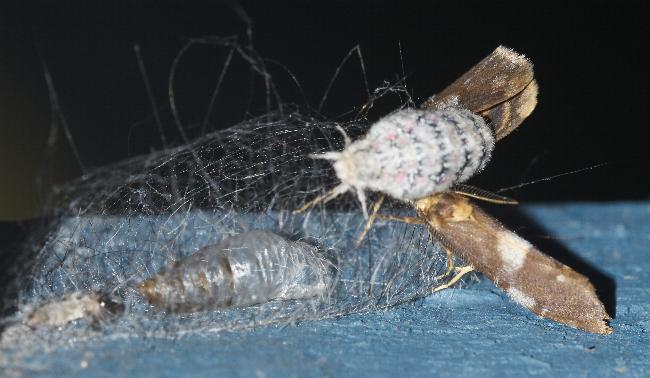 Anestia semiochrea