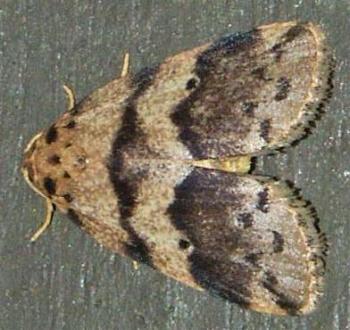 Eugoa sordida