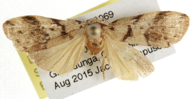 Eugoa sordida