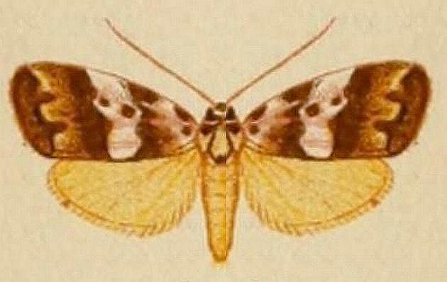 Eugoa sordida