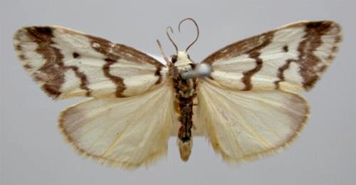 Philenora undulosa